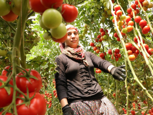 Gölhisar’a Kurutma Tesisi Kurulacak Galeri