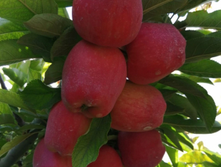 Senirkent'e Plastik Kasa Fabrikası Kurulacak Galeri