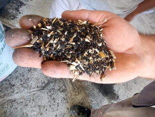 BAKA’dan Kızılkaya’nın Siyah Altını Çörek Otuna Destek  Galeri