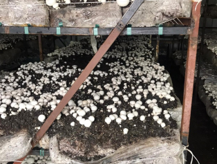 Karanlıktan Aydınlığa El Ele Projesinde İlk Hasat Gerçekleşti Galeri