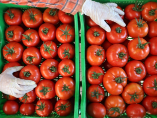 Gölhisar’a Kurutma Tesisi Kurulacak Galeri