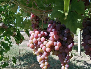 Senirkent'e Plastik Kasa Fabrikası Kurulacak Galeri