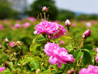 Tıbbi ve Aromatik Bitki Zenginliğine SOGEP Desteği  Galeri