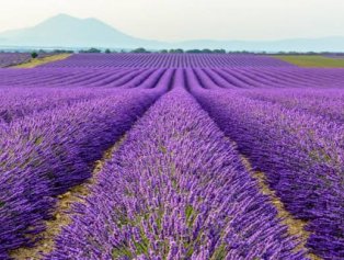 Tıbbi ve Aromatik Bitki Zenginliğine SOGEP Desteği  Galeri