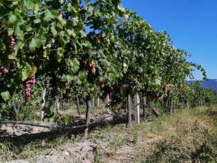 Senirkent'e Plastik Kasa Fabrikası Kurulacak Galeri