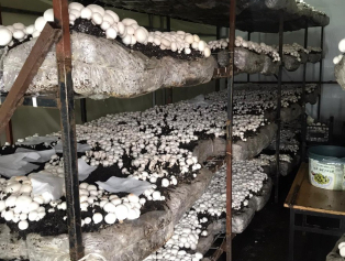 Karanlıktan Aydınlığa El Ele Projesinde İlk Hasat Gerçekleşti Galeri