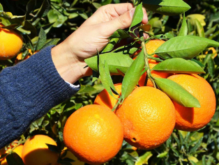 Finike Portakalı AB Coğrafi İşaret Tescili Yolunda Galeri