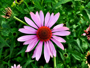 Ekinezya Tarımı İle İstihdama Katkı Yapılacak Galeri