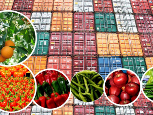 Batı Akdeniz’den Yaş Sebze-Meyve İhracatında Yılın İlk Çeyreğinde %24 Artış  Galeri