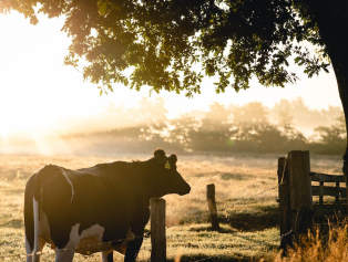 Ajansımız ve MAKÜ İşbirliğiyle Bölgesel Kalkınma Amaçlı Hayvancılık Projelerine Destek Galeri