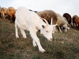 Burdur’da Süt Toplama Ağı Kuruluyor Galeri