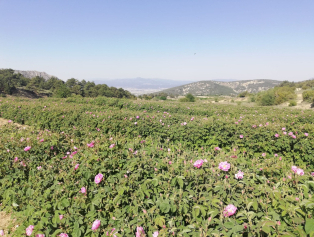 Yağ Gülü Tarımı ve Endüstrisi Fizibilite Raporumuz Yayımlandı Galeri