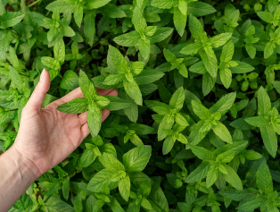 Nane Tarımı ve Endüstrisi Fizibilite Raporumuz Yayımlandı Galeri
